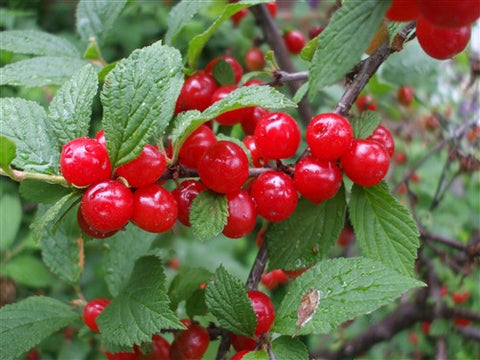Nanking Cherry