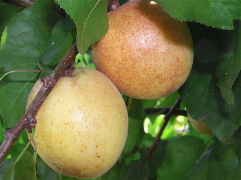 Apricot x Plum PRECOCIOUS APRIUM