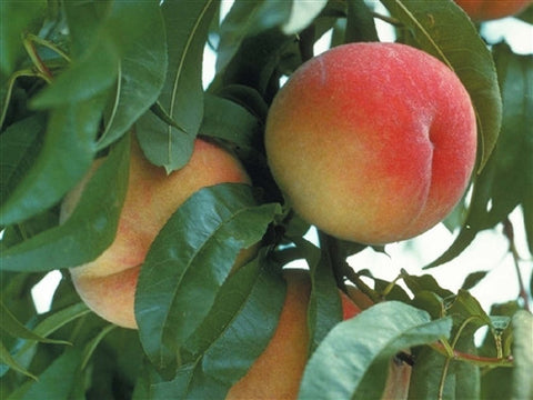 Peach-Frost
