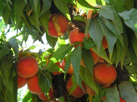 ALMOND X PEACH