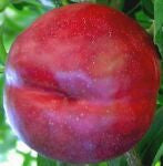 A Best -  HARDIRED Nectarine