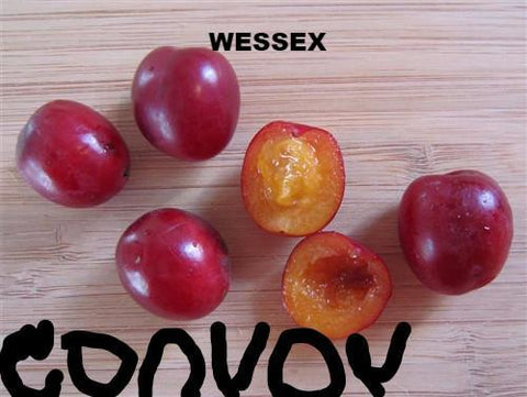 CHUM WESSEX