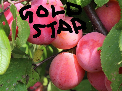 A PLUMCOT - GOLDSTAR