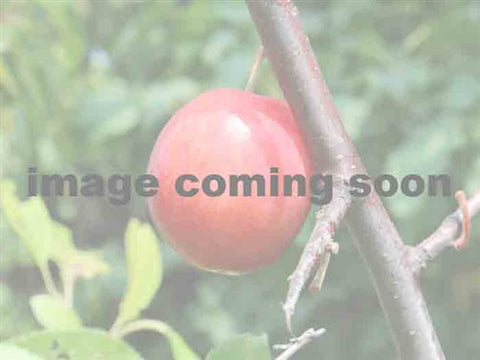 PLUM - Montreal Mirabelle