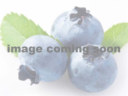 Blueberry Lowbush - Wild