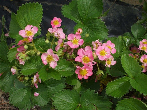 Strawberry - ROSA Pink