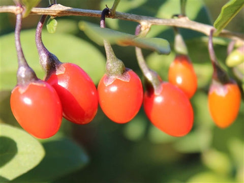 Goji Berry