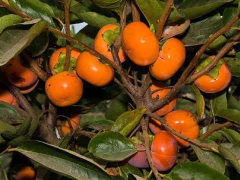 PERSIMMON CORA - SELF FERTILE Females