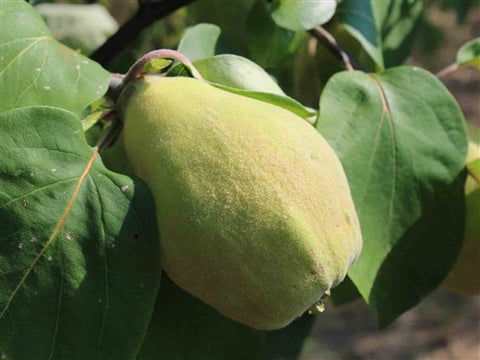 QUINCE SPECIAL MIX