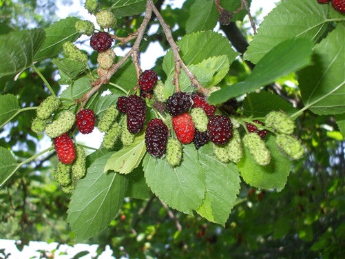 A MONTREAL MULBERRY.....VERY HARDY