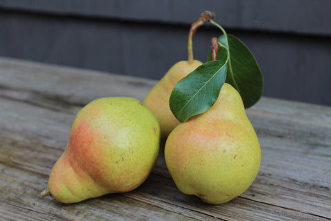 European Pear - BO BART