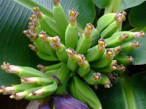 Banana - Canadian