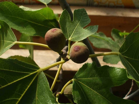 FIGS