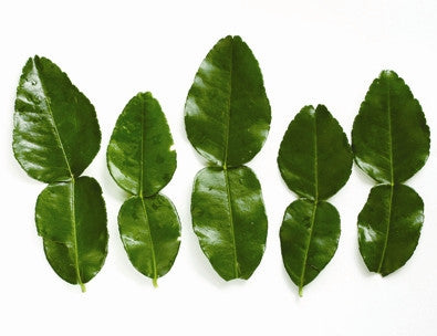Lime - KAFFIR