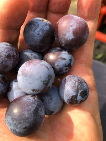 PLUM PURPLE STAR