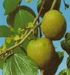 JUJUBE  or CHINESE DATE
