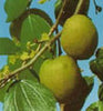 JUJUBE  or CHINESE DATE