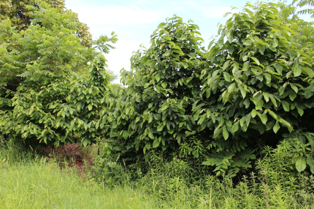 Shop Lemax Butternut Tree Large Trees On