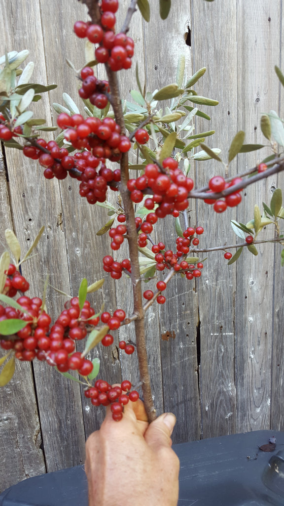 CHERRY Olive