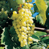 Grape Vine Special 2024