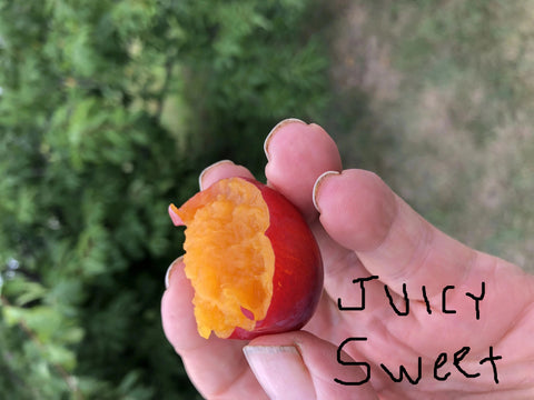 A NEW PLUMCOT - JUICY SWEET