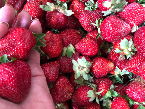 STRAWBERRY  -  Sweet Beauty