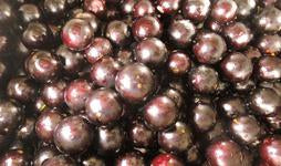 WILD CHOKECHERRY-- CERISE a Grape  SPECIAL 2+1