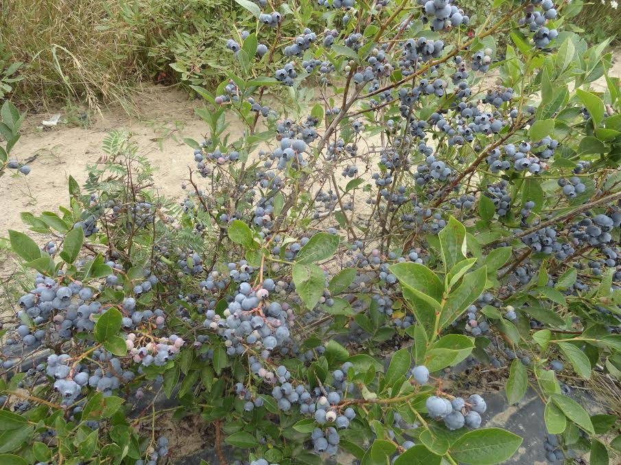 Blueberry Hardy Collection X 3