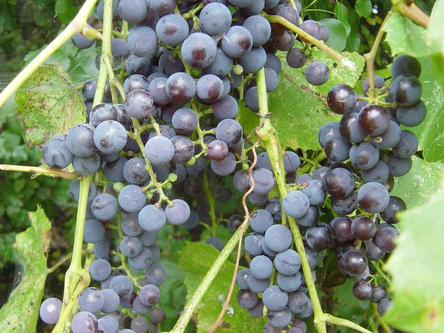 WILD CANADIAN GRAPES
