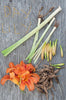 WILD EDIBLES -LILIES
