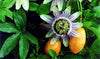 A  New Vine - PASSION FRUIT