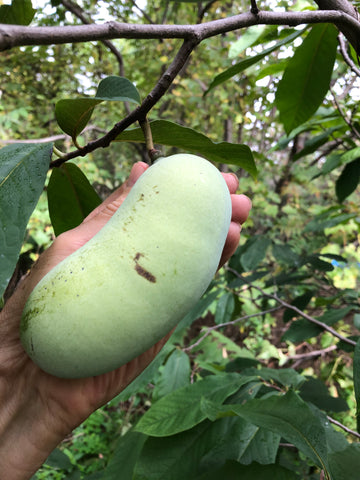 CANADIAN Paw Paw - Taylor
